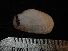 Platyodon cancellatus