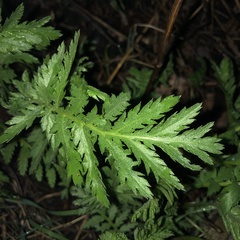 Tanacetum vulgare