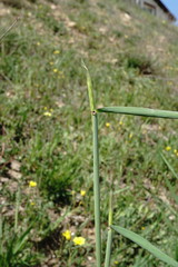 Hordeum bulbosum