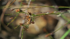 Senecio pauciflosculosus