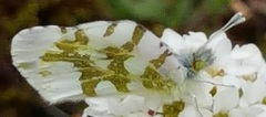 Euchloe olympia