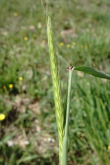 Hordeum bulbosum