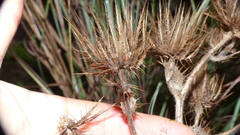 Berkheya carlinoides