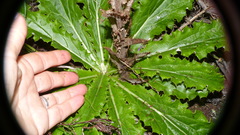 Berkheya carlinoides