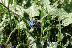 Anchusa arvensis orientalis