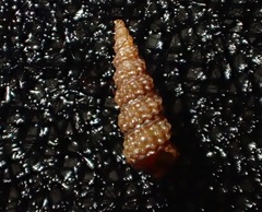 Metaxia convexa
