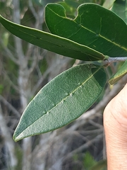 Chionanthus foveolatus