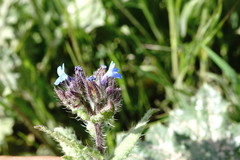 Anchusa arvensis orientalis