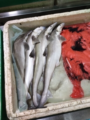 Scoliodon macrorhynchos