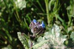 Anchusa arvensis orientalis