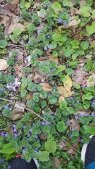 Glechoma hederacea