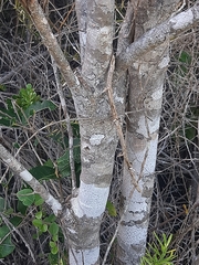 Chionanthus foveolatus