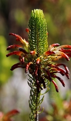 Erica thomae thomae