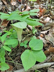 Arisaema amurense