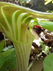 Arisaema amurense