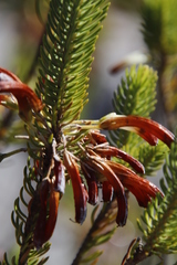 Erica thomae thomae