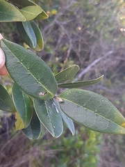 Chionanthus foveolatus