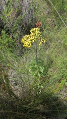 Senecio crenulatus