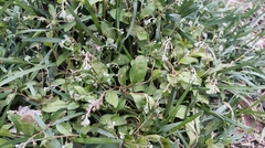 Trigonotis peduncularis