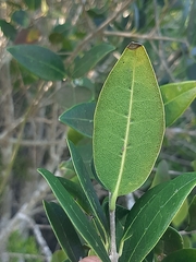 Chionanthus foveolatus