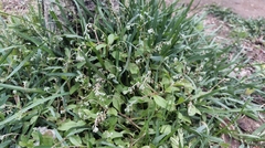 Trigonotis peduncularis