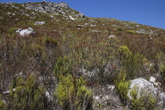 Erica thomae thomae