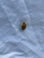 Peribalus strictus strictus