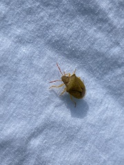 Peribalus strictus strictus