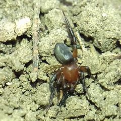 Gnaphosidae