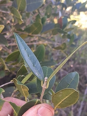 Chionanthus foveolatus