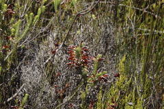 Erica thomae thomae