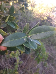 Chionanthus foveolatus