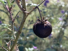 Solanum cinereum