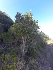 Chionanthus foveolatus