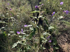 Solanum cinereum