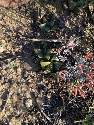 Haworthia retusa