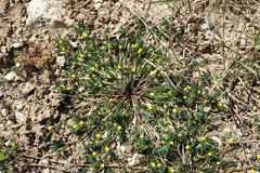 Hippocrepis biflora