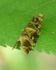 Lobesia reliquana