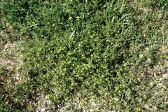 Hippocrepis biflora
