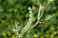 Hippocrepis biflora