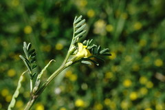 Hippocrepis biflora