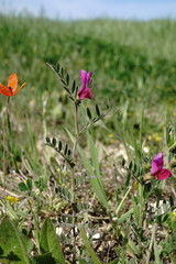 Vicia sativa amphicarpa