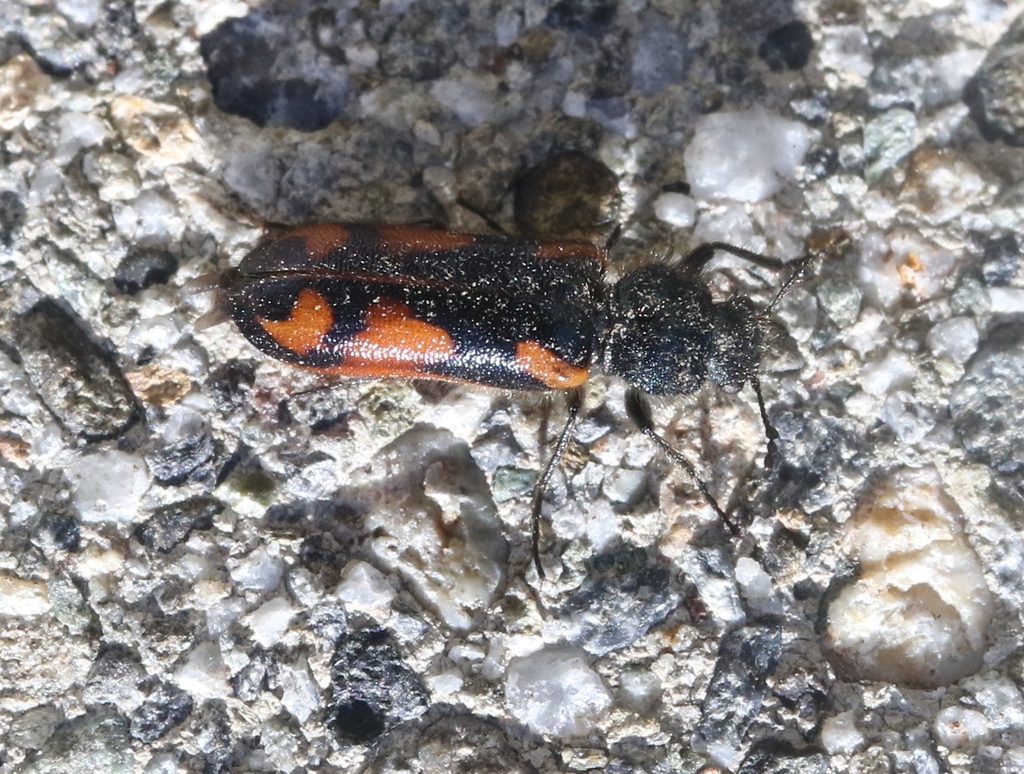 Psoa