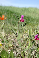 Vicia sativa amphicarpa