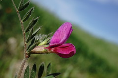 Vicia sativa amphicarpa