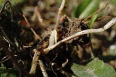 Vicia sativa amphicarpa