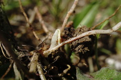 Vicia sativa amphicarpa