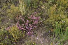 Erica dispar