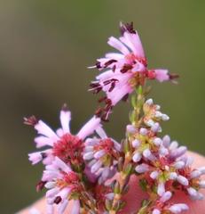 Erica dispar