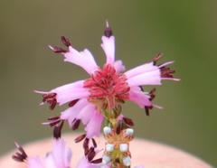 Erica dispar
